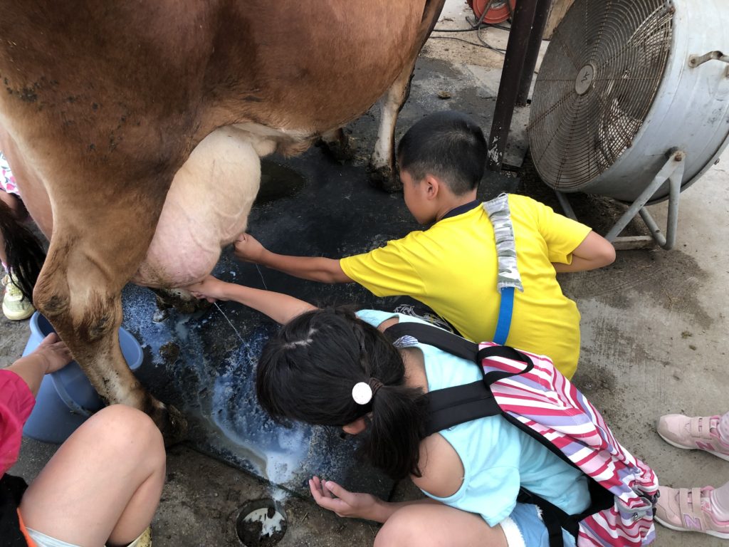 愛知牧場の乳搾り体験