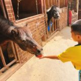 子供とお出かけ「愛知牧場」で馬に乗ったり乳しぼり体験！