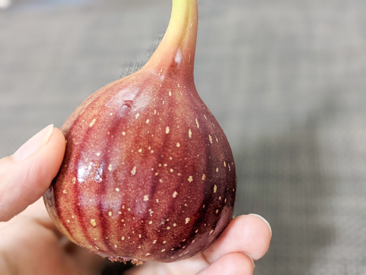 完全ガイド いちじくの食べ方 皮の剥き方 切り方まで徹底解説 名古屋グルメ ぱるとよ