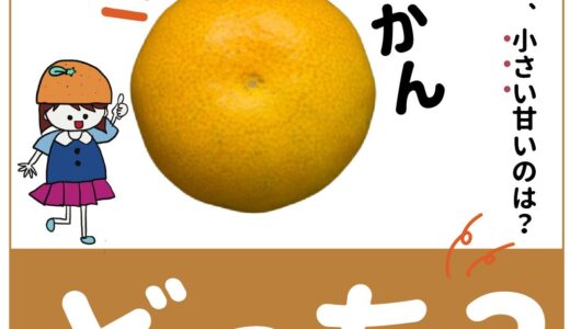 「大きいみかん」と「小さいみかん」どちらが糖度が高い？意外と知らない豆知識！