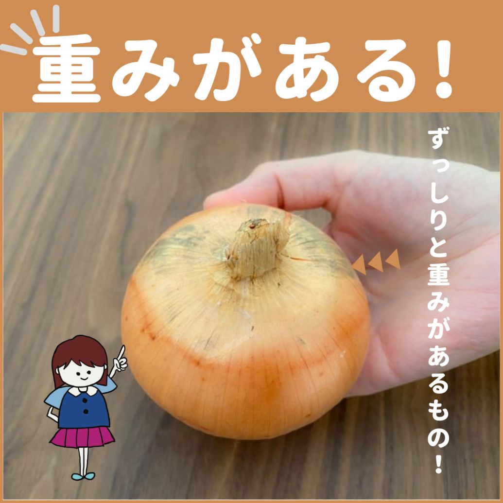鮮度の良い・美味しい「玉ねぎ」の選び方・見分け方 名古屋グルメ ぱるとよ